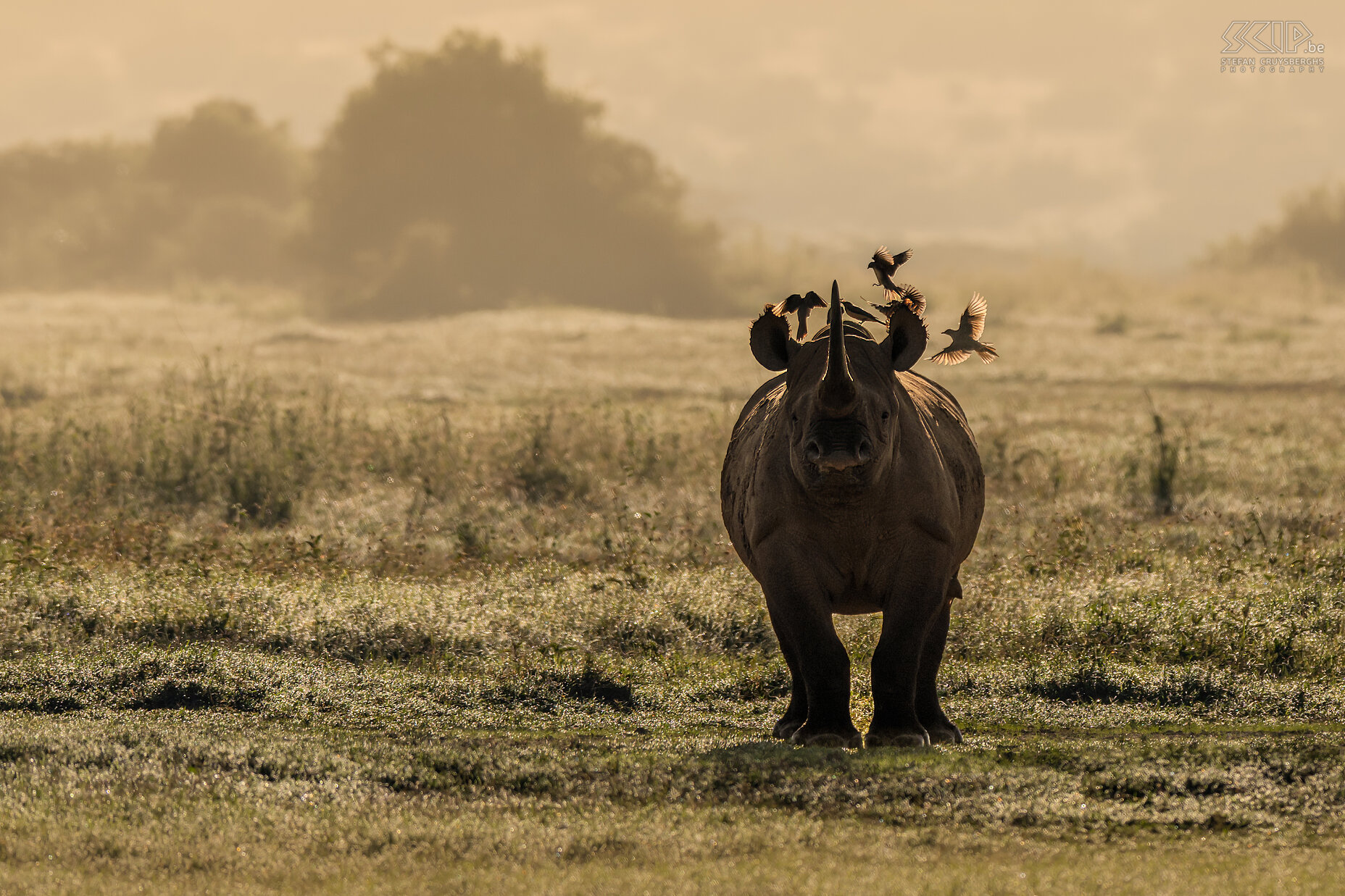 Solio - Zwarte neushoorn In Solio Conservancy konden we ook enkele zwarte neushoorns spotten. De zwarte neushoorn is even grijs/bruin als de witte neushoorns hoor. Maar ze zijn wat kleiner en hebben een puntige bovenlip die ze gebruiken om ook bladeren en takken te eten. Dit in tegenstelling met de grotere witte neushoorn die alleen gras eet. Zwarte neushoorns zijn ook agressiever en zullen sneller aanvallen. Onze eerste zwarte neushoorn kwamen we meteen 's morgens tegen met mooi zacht licht en de flanken van de Mount Kenya op de achtergrond. Stefan Cruysberghs